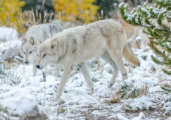 wolfsheart-blog:Grey Wolves by   Derek Griggs  