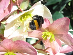 morigrrl:  Bumble bee on an hellebore flower 