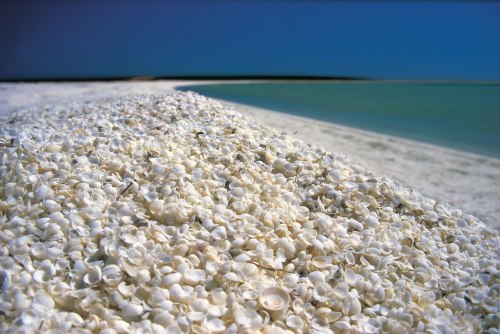 She sells sea shells (Shell Beach in the Shark Bay region of Western Australia is one of only two beaches in the world made entirely of shells … it stretches for over 110km or 68 miles)