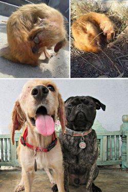  Rescued dogs - before and after! These people who saved them