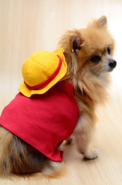 geek-studio:  Super adorable anime dog costumes by Hatchi Corp