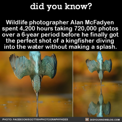 did-you-kno:    “The photo I was going for of the perfect dive,