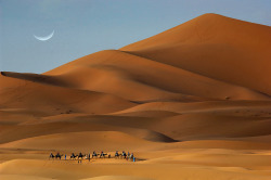 morobook:     Morocco.Merzouga.Camels, Sand Dunes