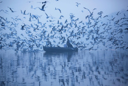 fotojournalismus: A man feeds seagulls from a boat in the Yamuna