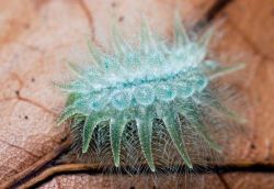 marjoleinhoekendijk:  voiceofnature:  The spun glass caterpillar