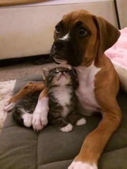 awwww-cute:  Nothing like a protective sibling ~ 