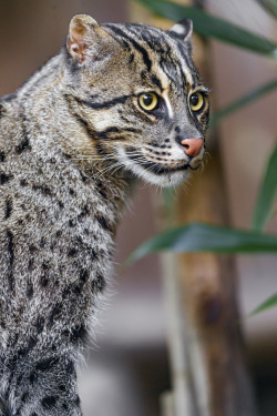  Pretty fishing cat (by Tambako the Jaguar) 