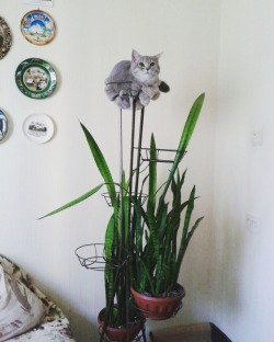 annaprovidence:My cat is a flower pot