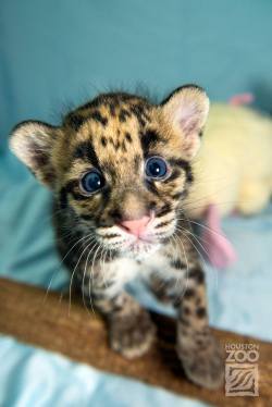 magicalnaturetour:  Clouded Leopard Cubs Show Mad Skills. The