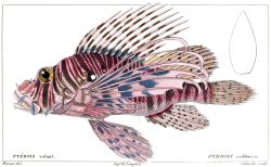 oldbookillustrations:  Red lionfish.  Jacques Christophe Werner,