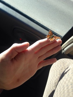etthereal:A little butterfly flew into the car and landed on