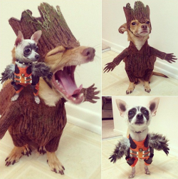 dorkly:  These Two Dogs Cosplaying As Rocket and Groot Have Achieved