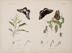 heaveninawildflower:  Plate from ‘Australian Lepidoptera and