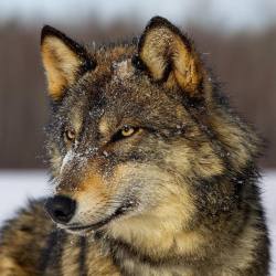 cherjournaldesilmara:  Wolf 