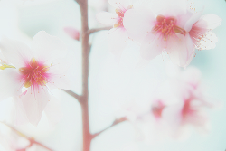 cravehiminallways212:  ryeou:  アーモンドのお花* (by