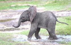 zooborns:  Baby Elephant Born at Lowry Park Zoo Makes Important