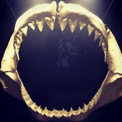 Camden aquarium yesterday. Great white jaw. #whitedeath #greatwhite