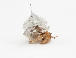  Aki Inomata’s | Crystalline 3D Printed Hermit Crab Shells