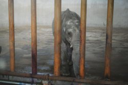 fighting-for-animals:  Please say No more baby elephants captured