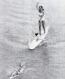 Dolphin in harness pulls surfboarder, 1951.