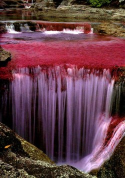 likeafieldmouse:  Caño Cristales is a Colombian river located
