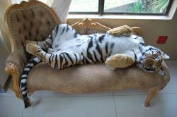 Bengal tiger pet http://okok1111111111.blogspot.com.es/2012/06/bengal-tiger-27-stone-pet-27.html