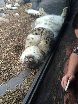 cat-overload:  Big cats do curly paws toocat-overload.tumblr.com