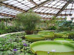 death-by-dior:  bacteriia:  Giant amazon waterlilies in a large