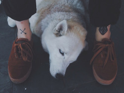 girlyplugs:  tattoo blog (and sometimes dogs)