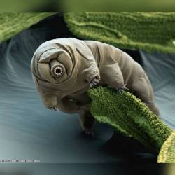 Tardigrade in Moss #nasa #apod #tardigrade #extremophile #waterbear