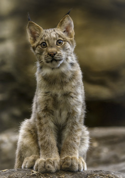 this-is-wild:  Bébés Lynx du Canada (by MichelGuérin) 