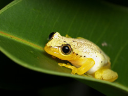 earthlynation:  Heterixalus punctatus, Vohimana reserve, Madagascar