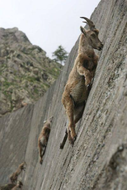 sixpenceee:  Alpine Ibexes climb nearly 90 degree angles to lick