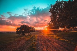 drxgonfly: Trees Under Cloudy Sky & Dirt Road (by Dima Visozki)