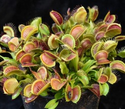 jeremiahsplants:  Tons of mouths to feed! Here is a Dionaea Crested