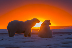 yahoonewsphotos:  Polar bears in sunset They’re usually pictured