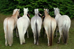 dragonsarah:  The five recognized colors of Fjords (L to R):