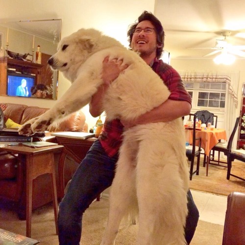 spvro:  Markiplier ft. Dogs: A Masterpost 