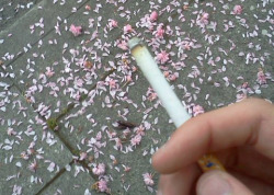 radicooler:  I was smoking and I walked past these pretty petals