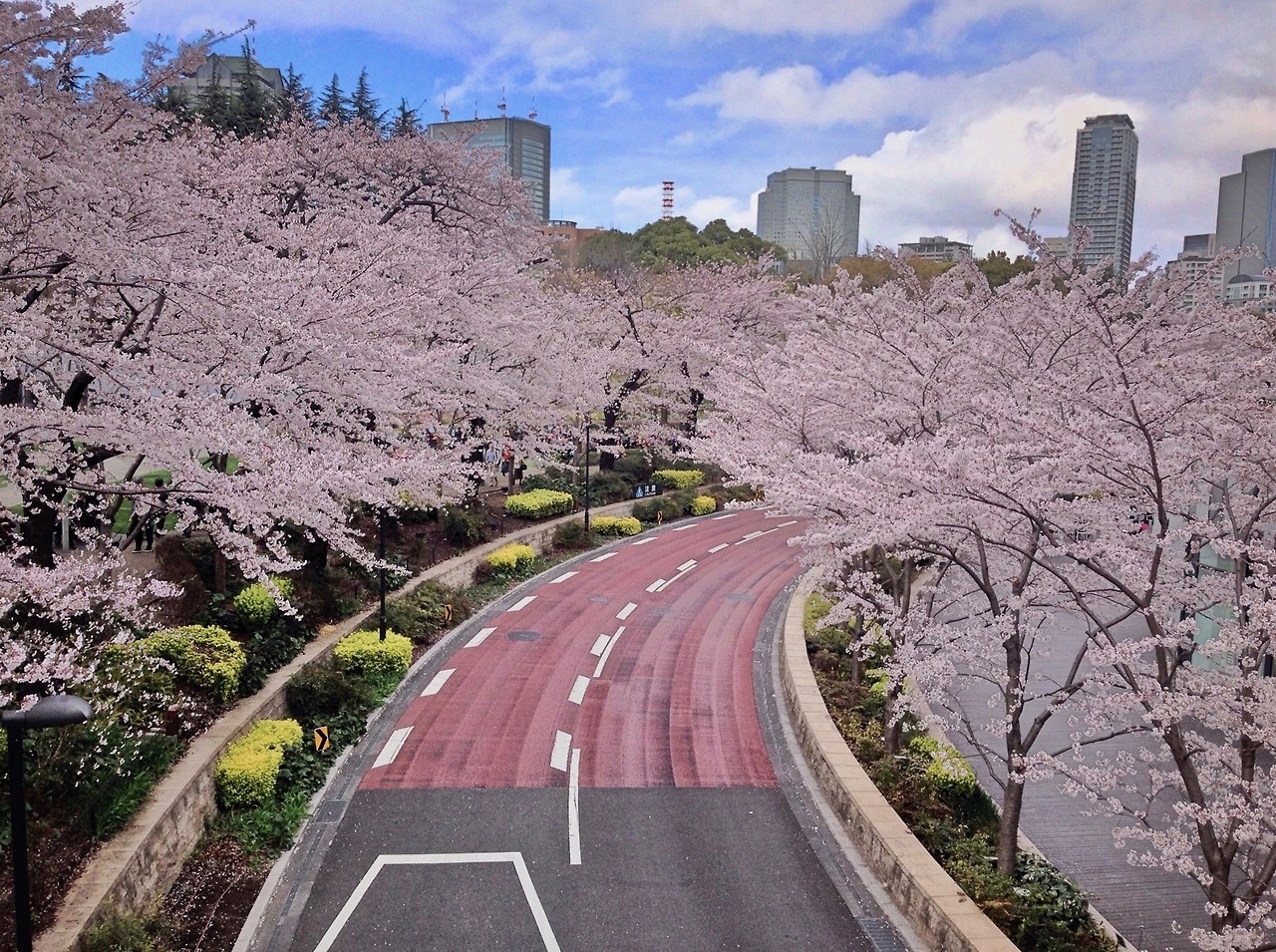 <p>One of the more interesting cherry blossom pics I’ve taken this year despite being captured with my phone using a touch of HDR.</p>