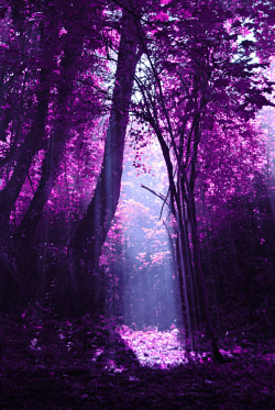 drxgonfly:  Ray of light (by Flavia) 