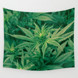 pineconeherb:    Marijuana Plants by Limitless Design 