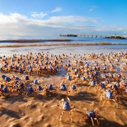 Take us to your leader (march of the Soldier Crabs, Fraser Coast,
