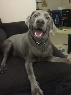 handsomedogs:  my sweet Silver Lab Forrest on his 3rd birthday