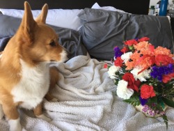 chubbythecorgi:  Doge Chobley is skeptical of Flower Chobley!! 