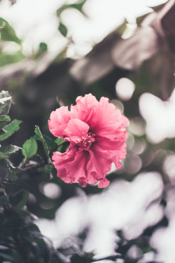 floralls:  niknyllenne:  I dedicated this first bloom hibiscus