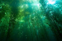 mermaid-aurora:  There’s something magical about kelp forests