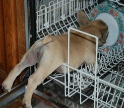 New Post has been published on http://bonafidepanda.com/feel-bad-funny-adorable-animals-trapped-places/You