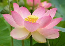 dharmabumblr:  “ The lotus flower forms the principles