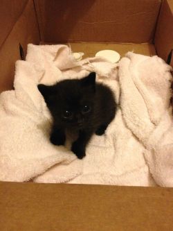 primacdonaldsgurl:  awwww-cute:  Found this little guy outside